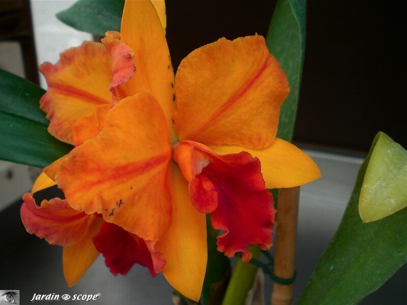 Expo d'Orchidées 2008 - Serre aux papillons du Parc Floral d'Orléans