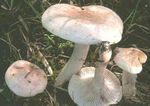 Hygrophore_pudibond2