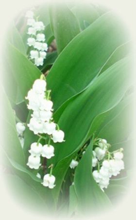 muguet 1