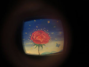 rosa5
