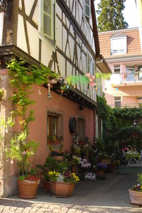 alsace_avril_2011_084