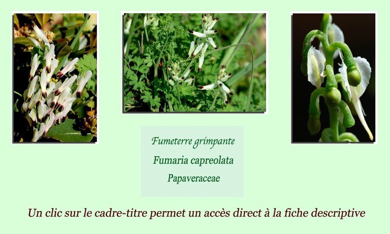 Fumeterre grimpante