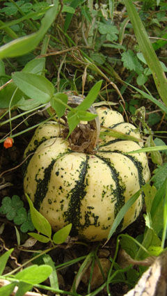 courge_patidou