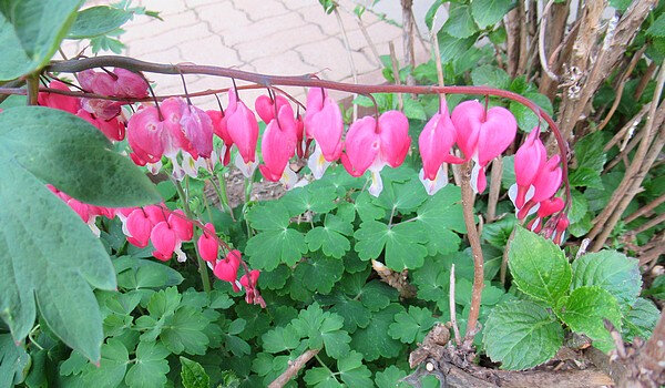 20190424 coeurs de Marie