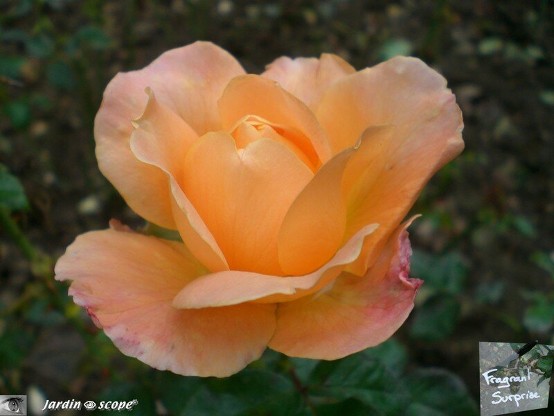 Rose 'Fragrant Surprise'