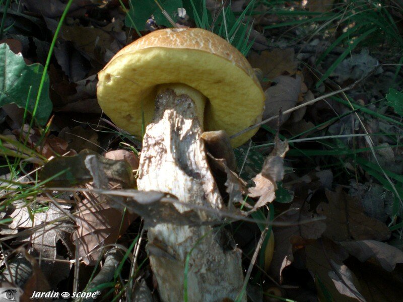 Cèpe d'été ou Cèpe réticulé • Boletus aestivalis