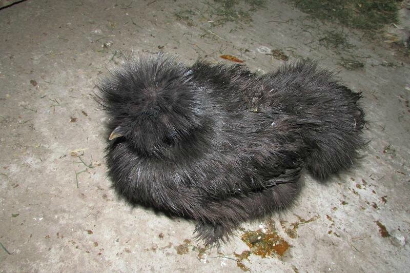 Poules nègre soie arrivées jeudi 7 avril 2016 grise et noire 009