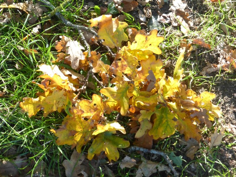 feuilles d'automne1