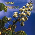 White chestnut