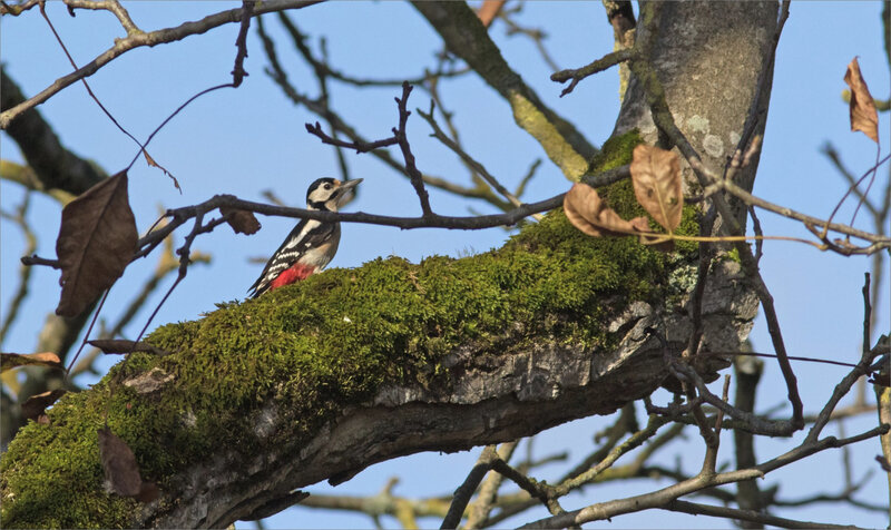 oiseau pic epeiche matin 231119