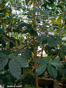 CIMG1406_Cafeier