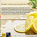 🍋 <b>AGRUME</b> : Citronnier des quatre saisons par Paysagiste Pays Basque et Paysagiste Landes.