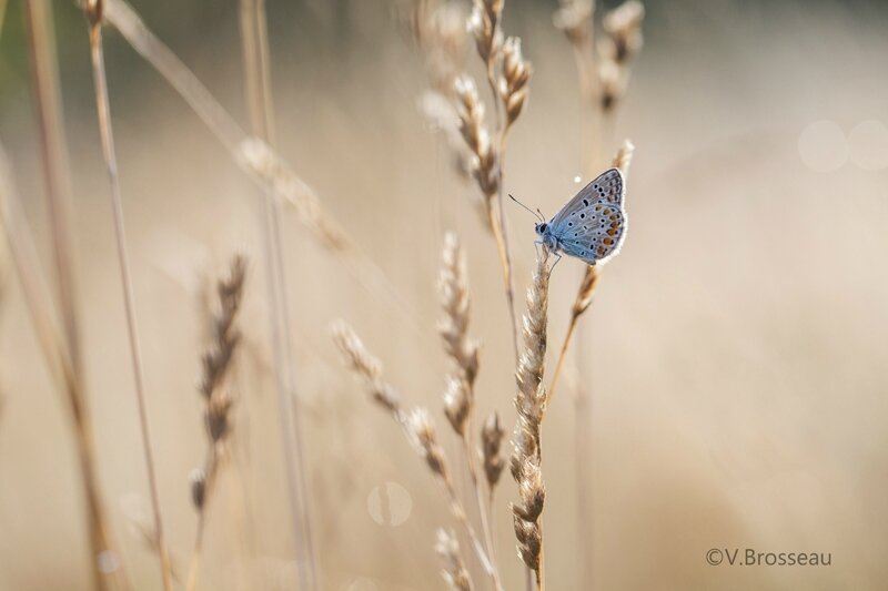 papillon-azuré-15-01