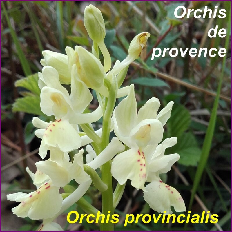 Orchis provincialis - comp