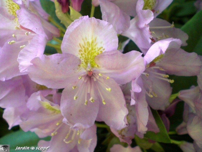 Rhododendron