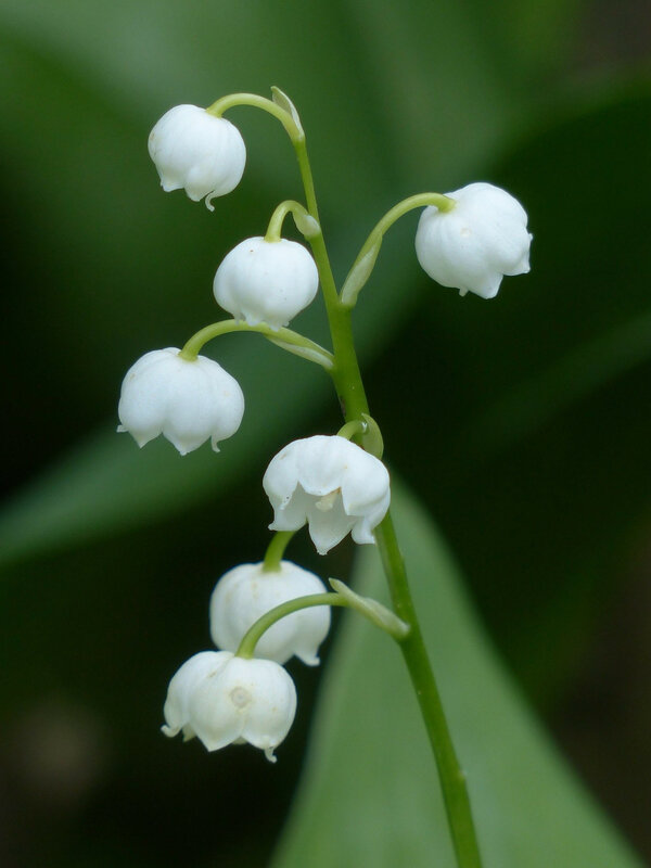 lily-of-the-valley-123172_1920