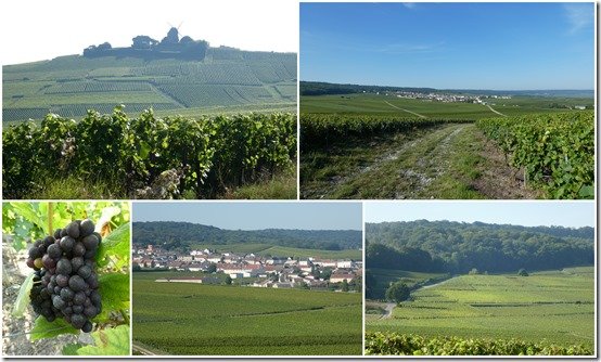 vignes le 7 septembre 20211