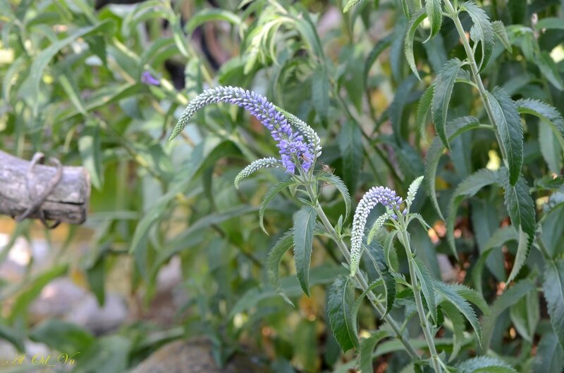 VAL_7038-Veronica spicata