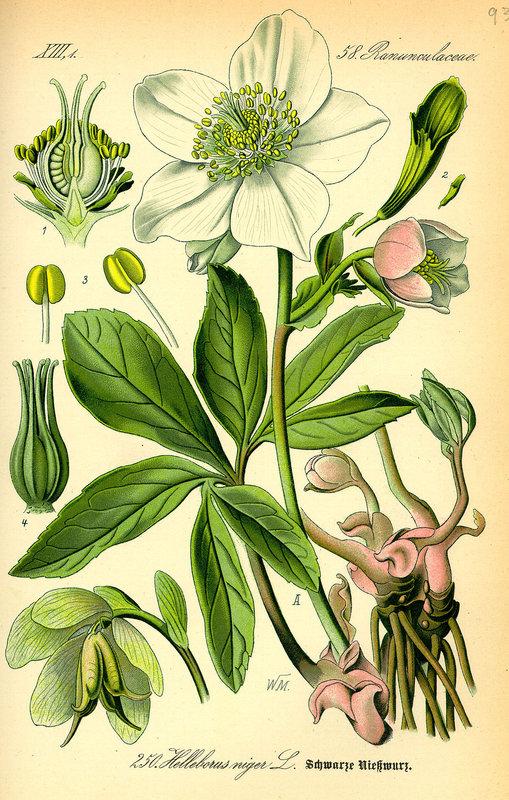 1200px-Illustration_Helleborus_niger0