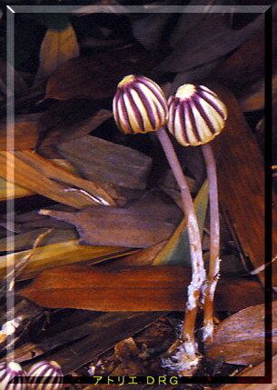 Marasmius_purpureostriatus_minimDRG_0002