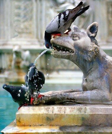 Pigeon_biset_magnifique