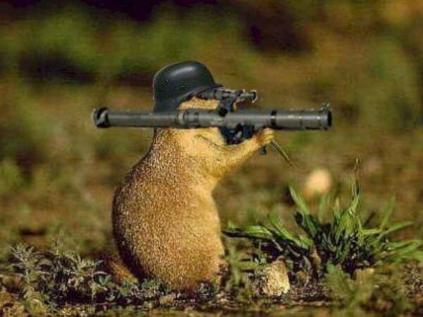 marmotte