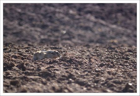 plaine lulu lievre cache labour horiz 190212