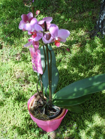 orchid_e_3