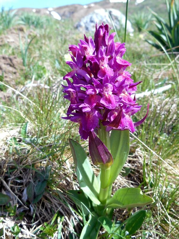 orchis sureau...