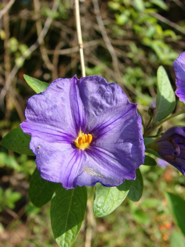 DSC07546_solanum_rantonetti