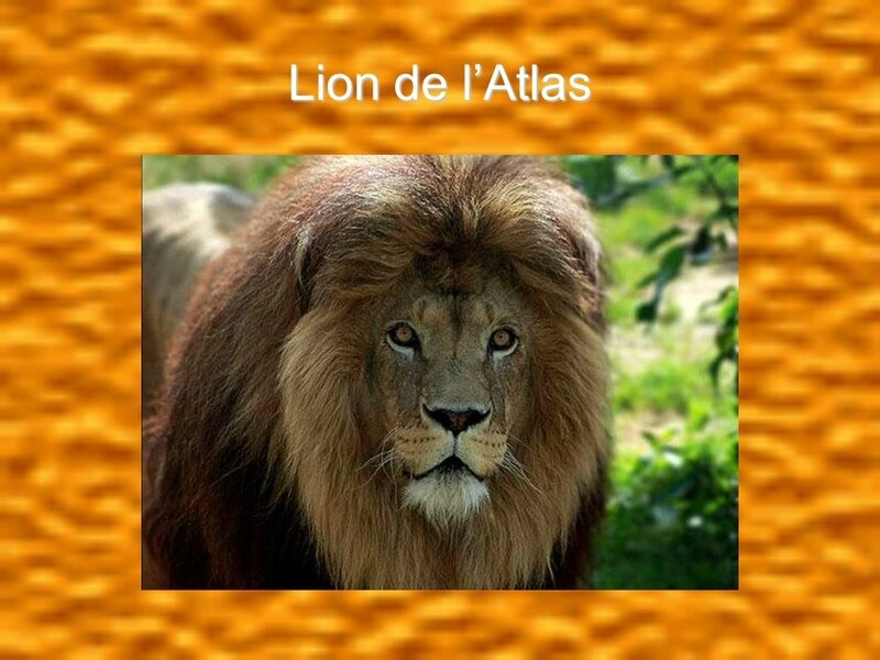 Lion+de+l’Atlas