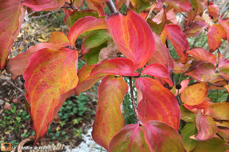 Couleurs-d'automne-7