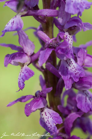 2012_05_01_Orchis_mascula_04