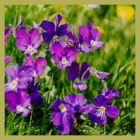 violettes_00