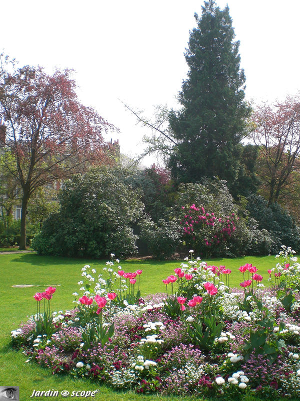 Massif de rhododendrons