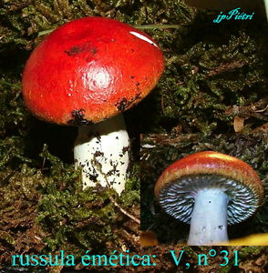 russula__m_tica_n_31