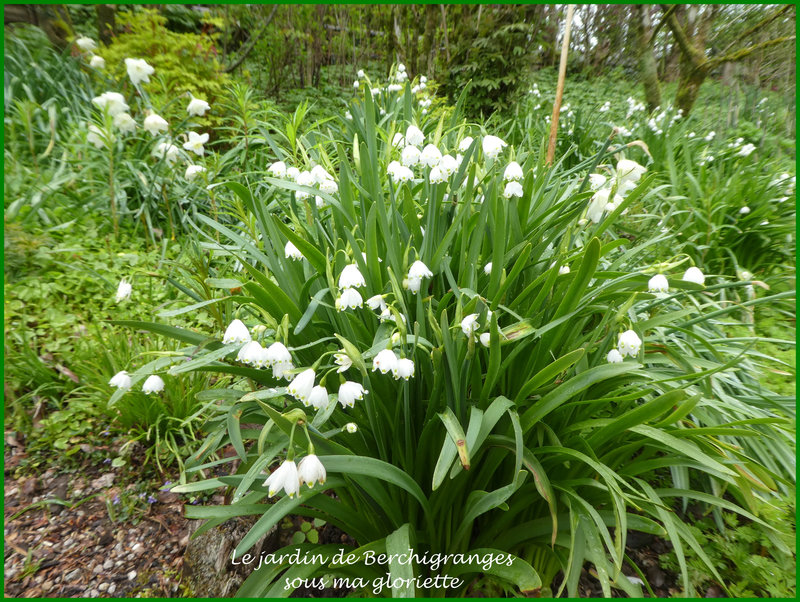 leucojum