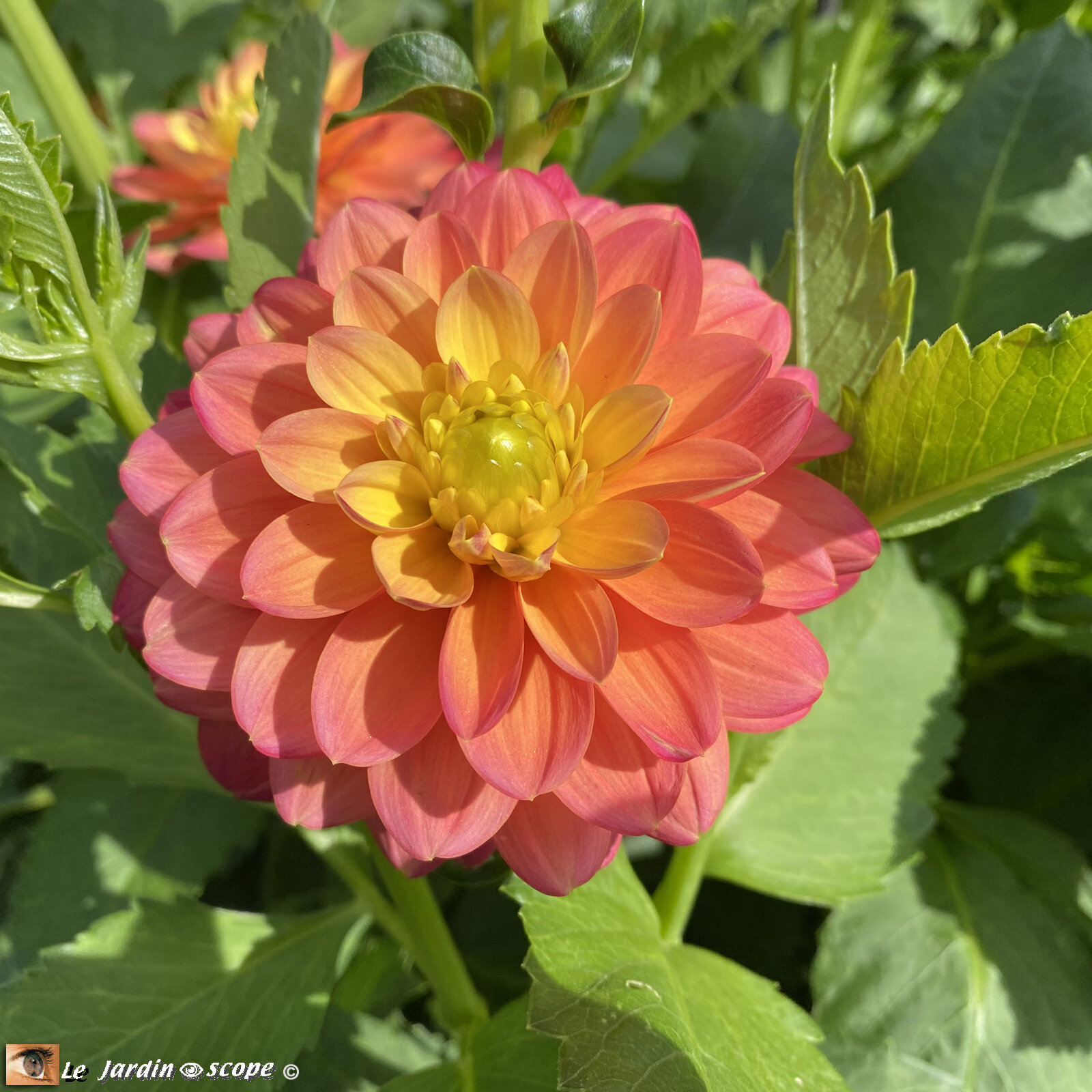 Dahlia-Princesse-Erika