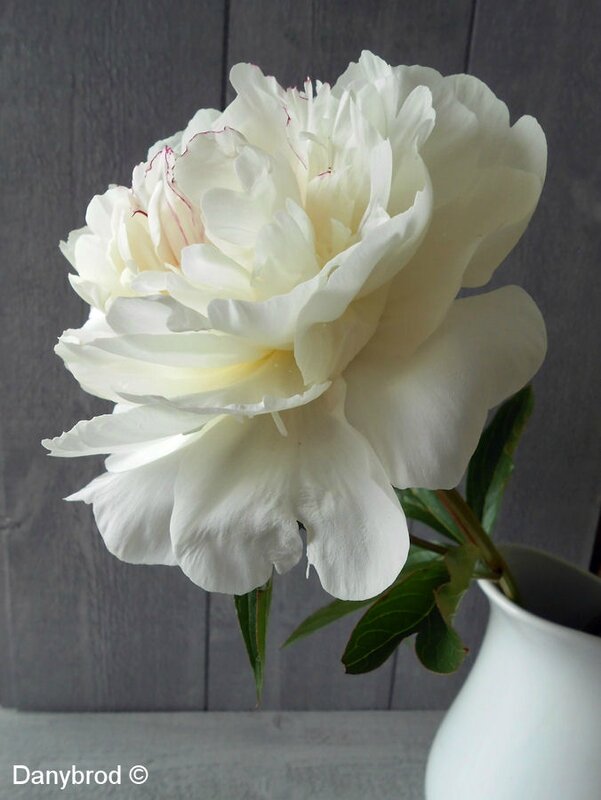 pivoine8