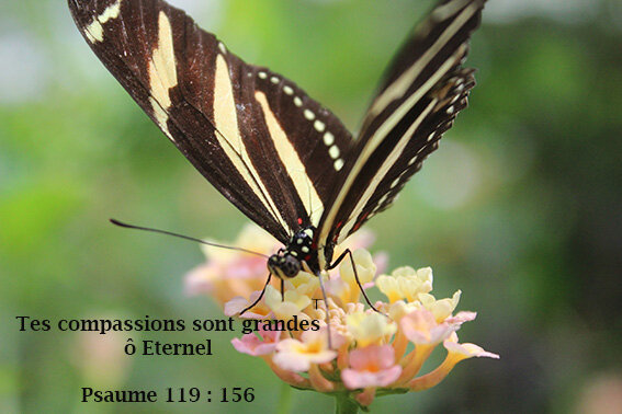 papillon_verset_biblique_2