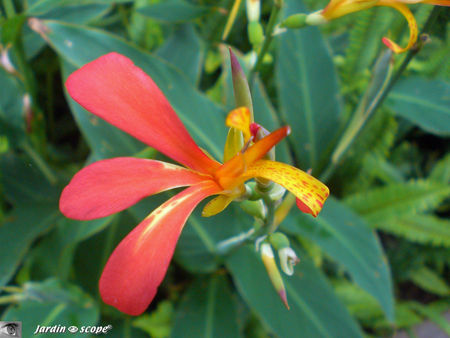 8898_Canna_glauca