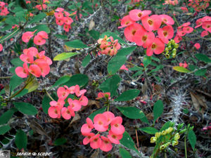 CIMG1471_Euphorbia
