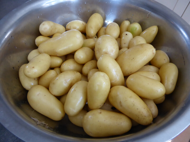 20-pommes de terre (1)