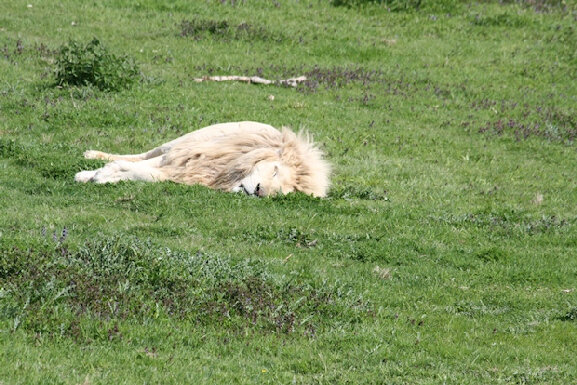 17-Lions blancs du Kruger