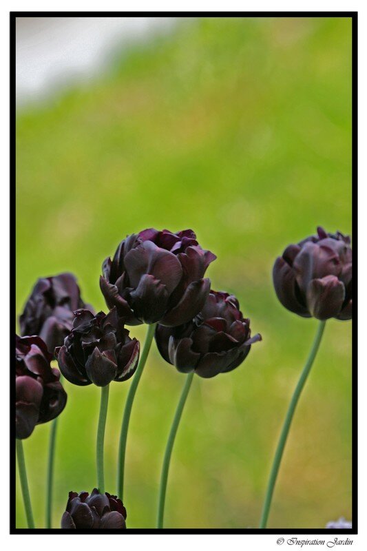 IMG_2607copie3