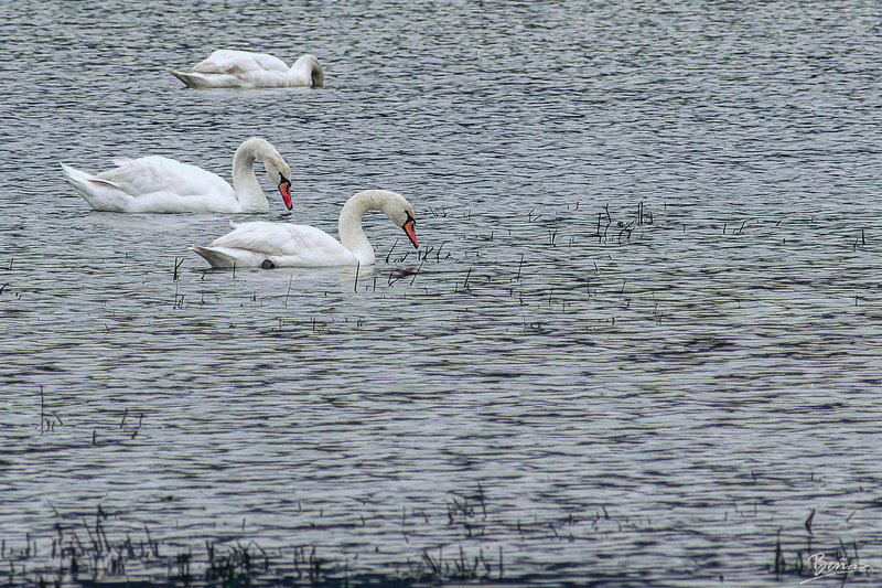 Cygnes-Guiche-2-OK