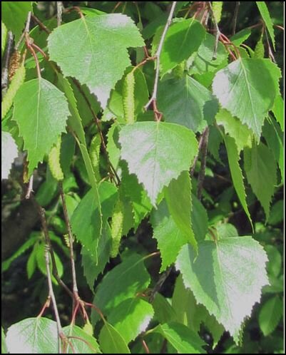 feuilles bouleaux