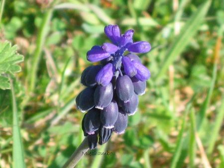 3muscari