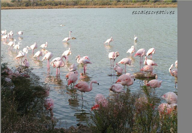 flamands roses 2-80