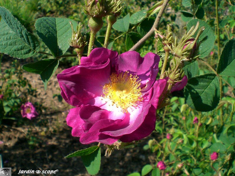 Au parc Floral de la Source à Orléans